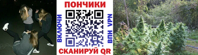 Бошки Шишки конопля  Сясьстрой 